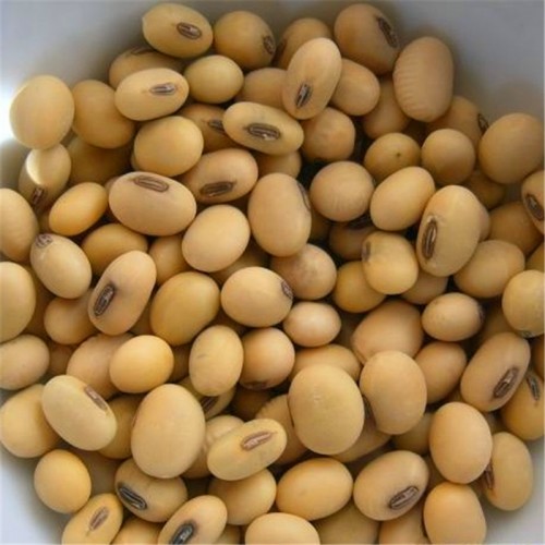 BEANS-RICE-01