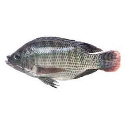 fish02