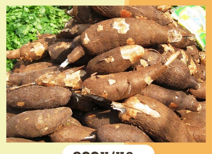 Cassava 1kg キャッサバ 1kg
