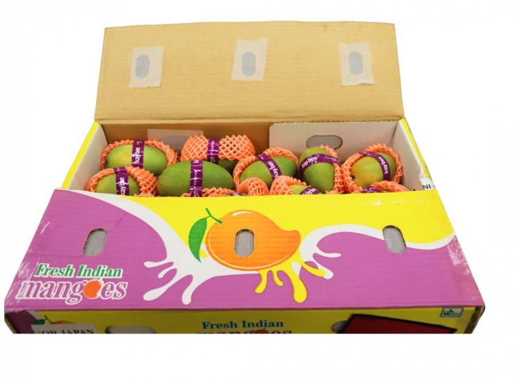 Indian Kesar Mangoes 8-10Pcs